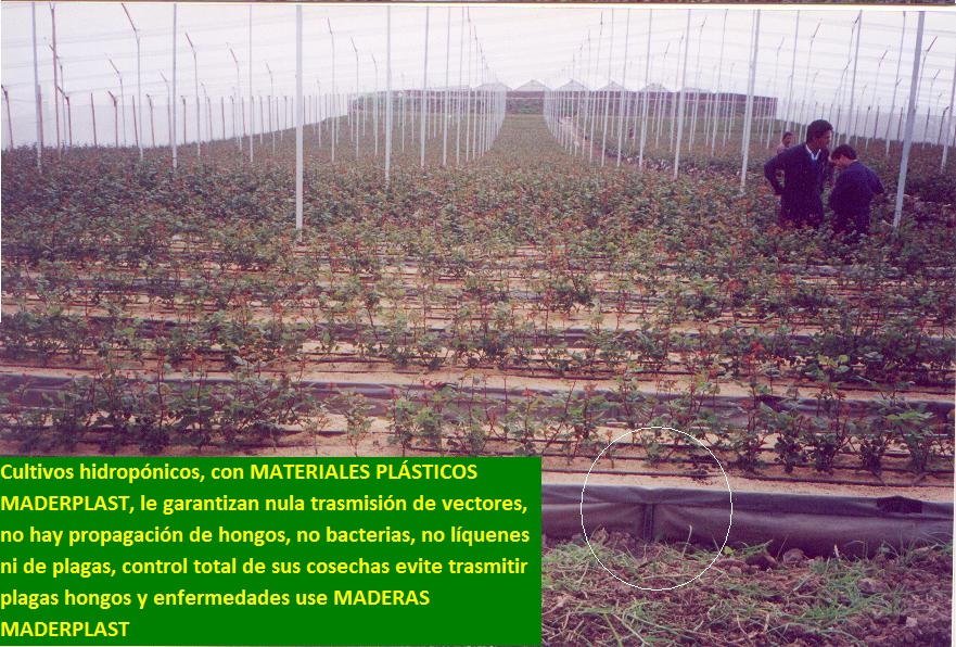 hidroponía como se preparan cultivos hidropónicos flores hidropónicas como se hace el cultivo tecnificado flor de invernadero cultivo hidropónico tecnificado maderplast surcos camas tutores 011 hidroponía como se preparan cultivos hidropónicos flores hidropónicas como se hace el cultivo tecnificado hidroponía como se preparan cultivos hidropónicos flores hidropónicas como se hace el cultivo tecnificado flor de invernadero cultivo hidropónico tecnificado maderplast surcos camas tutores 011 flor de invernadero cultivo hidropónico tecnificado maderplast surcos camas tutores 011